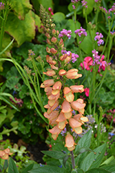 Illumination Apricot Tender Foxglove (Digiplexis 'Harksted Apricot') at Stonegate Gardens
