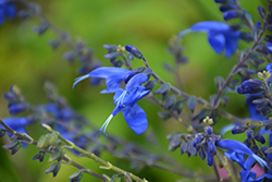 Blue Enigma Sage (Salvia guaranitica 'Blue Enigma') at Lakeshore Garden Centres