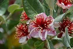 Pineapple Guava (Acca sellowiana) at Stonegate Gardens