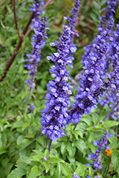 Blue Bedder Salvia (Salvia farinacea 'Blue Bedder') at Lakeshore Garden Centres