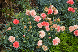 Odessa Orange Bling Bling Carnation (Dianthus caryophyllus 'HILORBLI') at Lakeshore Garden Centres