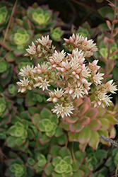 Kiwi Aeonium (Aeonium 'Kiwi') at A Very Successful Garden Center