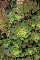 Kiwi Aeonium (Aeonium 'Kiwi') at A Very Successful Garden Center