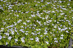 Blue Star Laurentia (Isotoma axillaris 'Blue Star') at Stonegate Gardens
