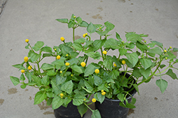 Para Cress (Spilanthes oleracea) at Lakeshore Garden Centres