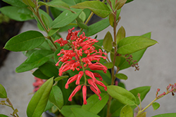 Deua Flame Grevillea (Grevillea rhyolitica) at Lakeshore Garden Centres