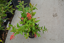 Deua Flame Grevillea (Grevillea rhyolitica) at Lakeshore Garden Centres