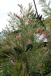 Kings Celebration Grevillea (Grevillea 'Kings Celebration') at Lakeshore Garden Centres