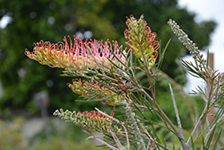 Kings Rainbow Grevillea (Grevillea 'Kings Rainbow') at Lakeshore Garden Centres