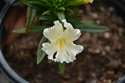 Jelly Bean White Monkeyflower (Mimulus 'Jelly Bean White') at Lakeshore Garden Centres