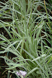 Silver Lace Variegated Society Garlic (Tulbaghia violacea 'Silver Lace') at Lakeshore Garden Centres