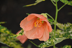 Variegated Flowering Maple (Abutilon pictum 'Thompsonii') at Stonegate Gardens