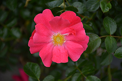 Flower Carpet Pink Supreme Rose (Rosa 'Flower Carpet Pink Supreme') at Stonegate Gardens