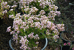 Southern Stars Waxflower (Chamelaucium x verticordia 'Southern Stars') at Stonegate Gardens