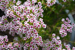 Southern Stars Waxflower (Chamelaucium x verticordia 'Southern Stars') at Stonegate Gardens