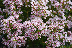 Southern Stars Waxflower (Chamelaucium x verticordia 'Southern Stars') at Lakeshore Garden Centres