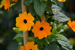Sunny Susy New Orange Black-Eyed Susan (Thunbergia alata 'Sunny Susy New Orange') at Lakeshore Garden Centres