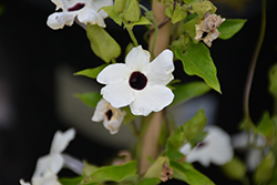 Sunny Susy New White Black-Eyed Susan (Thunbergia alata 'Sunny Susy New White') at Lakeshore Garden Centres