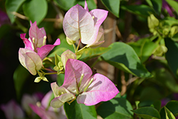 Pink Pearl Bougainvillea (Bougainvillea 'Pink Pearl') at Lakeshore Garden Centres