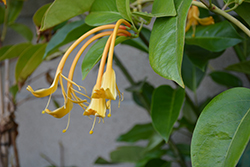 Giant Burmese Honeysuckle (Lonicera hildebrandiana) at Lakeshore Garden Centres