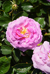 Arctic Blue Rose (Rosa 'WEKblufytirar') at Stonegate Gardens