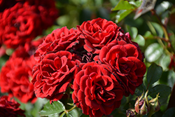 Red Sunblaze Rose (Rosa 'Meirutral') at Stonegate Gardens