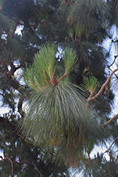 Coulter Pine (Pinus coulteri) at Stonegate Gardens