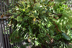 Terrestrial Elkhorn Fern (Microsorum punctatum 'Grandiceps') at Stonegate Gardens