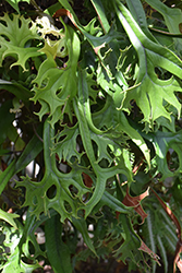 Terrestrial Elkhorn Fern (Microsorum punctatum 'Grandiceps') at A Very Successful Garden Center
