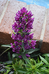 Purple Perfection Beard Tongue (Penstemon 'Pmoore14') at Lakeshore Garden Centres