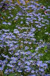 Blue Daisy (Felicia amelloides) at Lakeshore Garden Centres