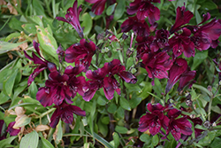 Inticancha Dark Purple Alstroemeria (Alstroemeria 'Inticancha Dark Purple') at Lakeshore Garden Centres