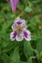 Inticancha Passion Alstroemeria (Alstroemeria 'Inticancha Passion') at Lakeshore Garden Centres