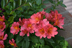 Lilian Princess Lilies Alstroemeria (Alstroemeria 'Lilian') at Lakeshore Garden Centres