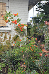 Marmalade Bush (Streptosolen jamesonii) at Lakeshore Garden Centres