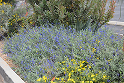 Marine Blue Salvia (Salvia 'Marine Blue') at Stonegate Gardens