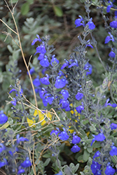 Marine Blue Salvia (Salvia 'Marine Blue') at Lakeshore Garden Centres