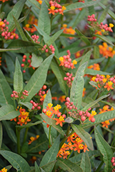 Tropical Milkweed (Asclepias curassavica) at Stonegate Gardens