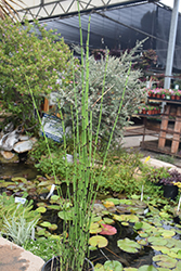 Rough Horsetail (Equisetum hyemale 'var. robustum') at Stonegate Gardens