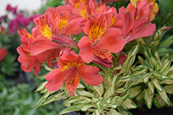 Little Miss Zoe Alstroemeria (Alstroemeria 'Little Miss Zoe') at Lakeshore Garden Centres