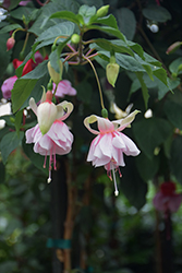 Pink Lady Fuchsia (Fuchsia 'Pink Lady') at Lakeshore Garden Centres