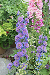 Highlander Sweet Sensation Larkspur (Delphinium 'Highlander Sweet Sensation') at Lakeshore Garden Centres