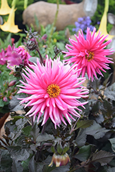 Electro Pink Dahlia (Dahlia 'Electro Pink') at Lakeshore Garden Centres