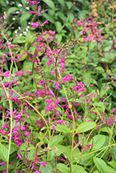 Chiapas Sage (Salvia chiapensis) at Stonegate Gardens