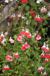 Hot Lips Sage (Salvia microphylla 'Hot Lips') at Lakeshore Garden Centres