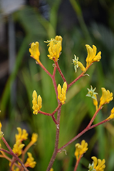Yellow Gem Kangaroo Paw (Anigozanthos 'Yellow Gem') at Lakeshore Garden Centres