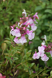 So Cool Pink Sage (Salvia 'So Cool Pink') at Lakeshore Garden Centres