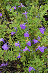 Mesa Azure Sage (Salvia 'Mesa Azure') at Lakeshore Garden Centres