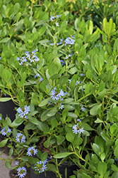 Fandango Blue Fan Flower (Scaevola crassifolia 'Luedansca') at Lakeshore Garden Centres