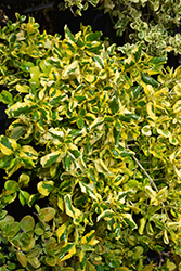 Taupata Gold Mirror Bush (Coprosma repens 'Taupata Gold') at Lakeshore Garden Centres